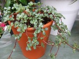 20090130 050