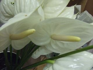 20090130 624