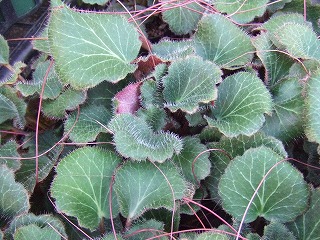 20090130 149