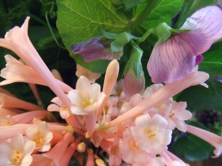 20090130 290
