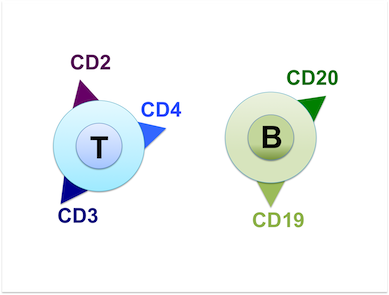 抗体と蛍光色素 フローサイトメトリーの読み方