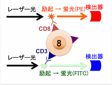 CD8multicolor.png