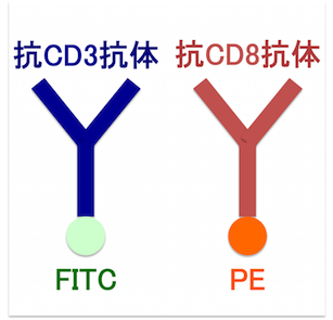 CD3CD8mab.png