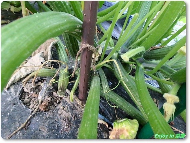 ズッキーニの葉整理 トマトが変 Enjoy In 菜園