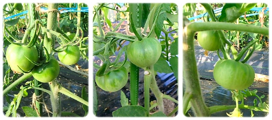 夏野菜の様子とゴボウの間引き Enjoy In 菜園 夏野菜の様子とゴボウの間引き Enjoy In 菜園