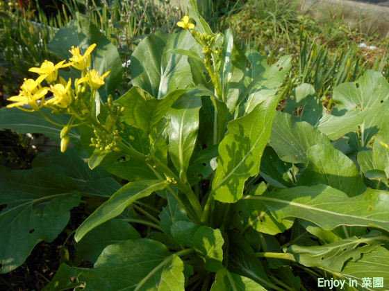 アスパラ菜に花が 大きな勘違い Enjoy In 菜園