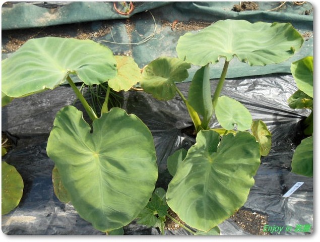 里芋とオクラの様子 Enjoy In 菜園 里芋とオクラの様子 Enjoy In 菜園