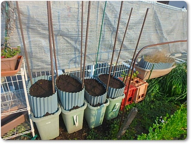 自然薯栽培とゴボウ栽培開始 Enjoy In 菜園