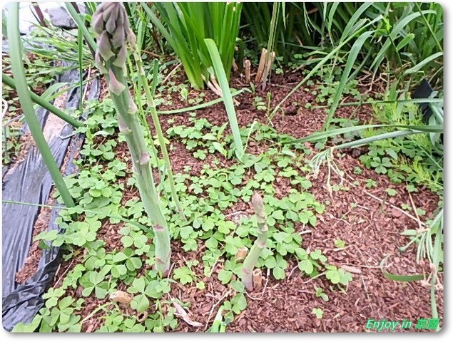アスパラガスの初収穫 里芋栽培開始 Enjoy In 菜園