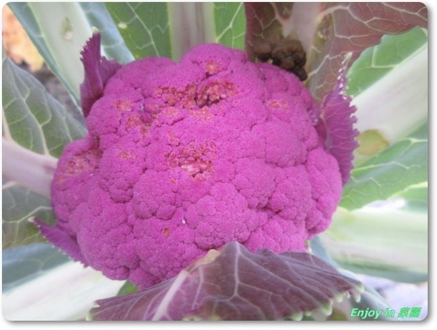 青虫退治をしていたら 花苗のポット上げ Enjoy In 菜園