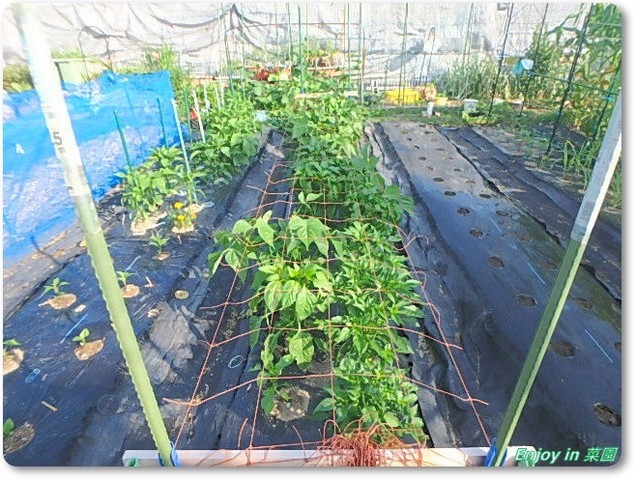 ピーマン類に愛の手 Enjoy In 菜園 ピーマン類に愛の手 Enjoy In 菜園