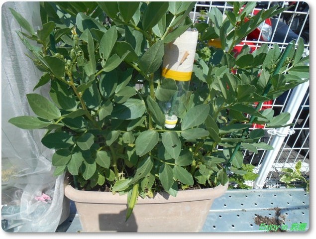 飛び出たサラダソラマメと豆の仲間たち Enjoy In 菜園