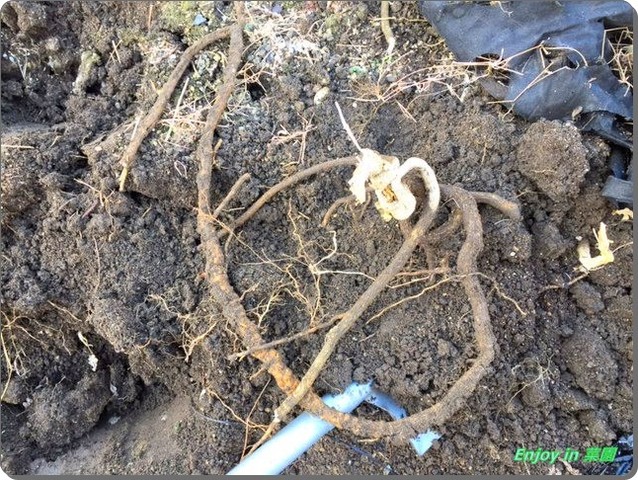 食用ほうずきの植替え ほうれん草の種蒔き Enjoy In 菜園