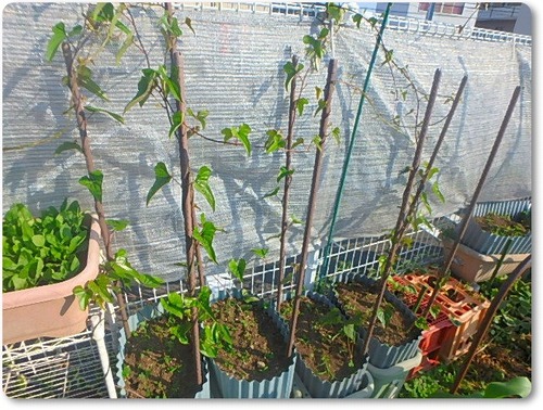 P5250002