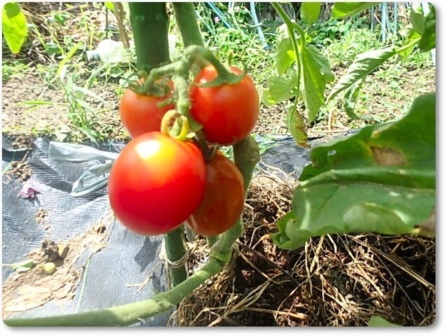 トマトはもう少し Enjoy In 菜園 トマトはもう少し Enjoy In 菜園