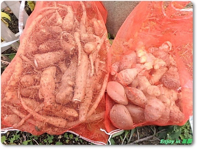 種芋の保存とアピオス植えた Enjoy In 菜園