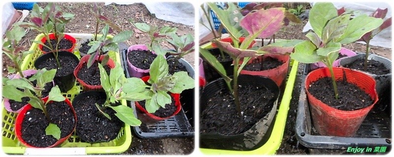 金時草の挿し木 プチヴェールの様子 Enjoy In 菜園