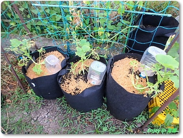 カボチャの害虫被害 更新剪定後のナスたち Enjoy In 菜園 カボチャの害虫被害 更新剪定後のナスたち Enjoy In 菜園