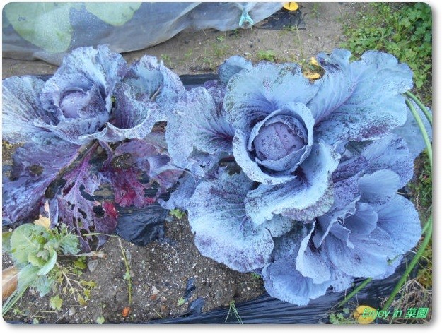 ちしゃ菜のトウ立ち 美しい紫キャベツ Enjoy In 菜園