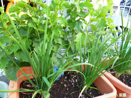 ニラの収穫 夏に強いエンサイ Enjoy In 菜園