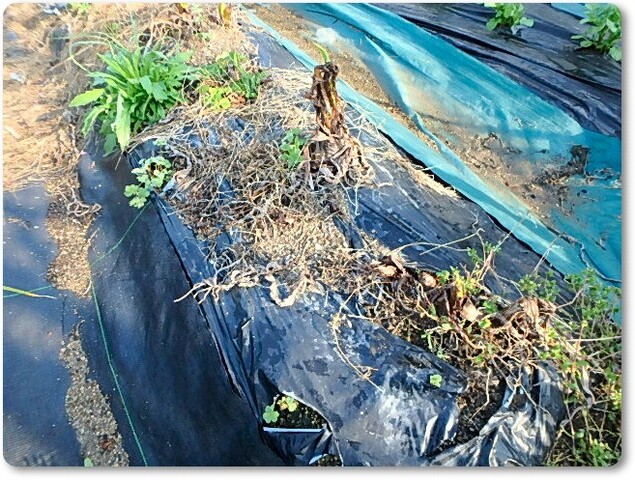里芋残りの堀上とジャガイモの様子 Enjoy In 菜園
