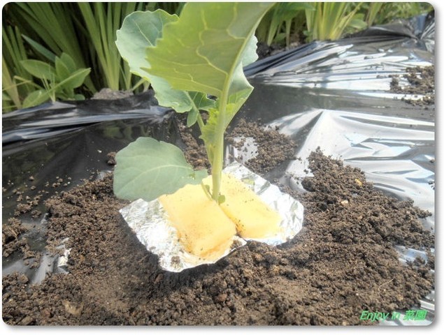 茎ブロッコリー植えちゃった Enjoy In 菜園 茎ブロッコリー植えちゃった Enjoy In 菜園