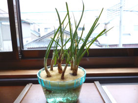 その後の九条ネギとかわいい栽培 Enjoy In 菜園 その後の九条ネギとかわいい栽培 Enjoy In 菜園