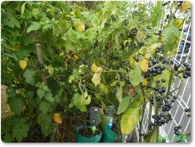 ガーデンハックルベリーの収穫はいつ 綿の花 初めて見ました Enjoy In 菜園 ガーデンハックルベリーの収穫はいつ 綿の花 初めて見ました Enjoy In 菜園