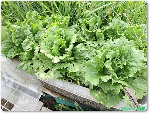 プランター栽培レタスの様子 スイカ定植 Enjoy In 菜園