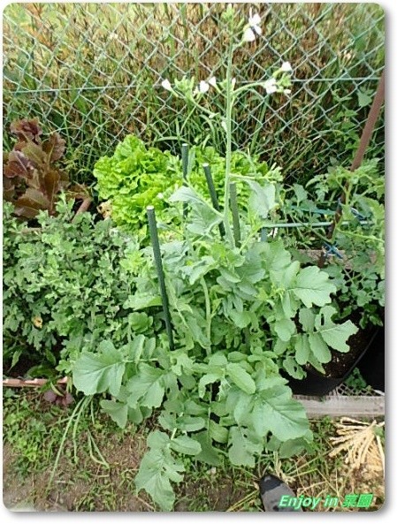 玉ねぎのトウ立ち アピオス定植 5 Enjoy In 菜園