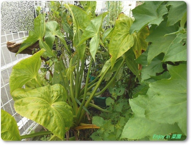 クワイに追肥 ヘチマ棚 Enjoy In 菜園