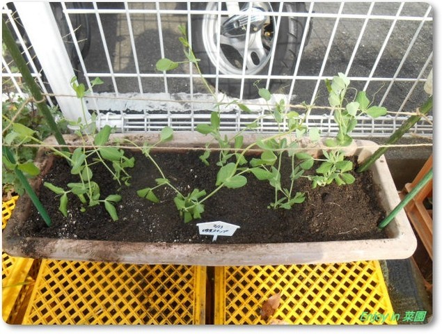 スナップエンドウの追加植え 再生白菜のトウ立ち菜 Enjoy In 菜園