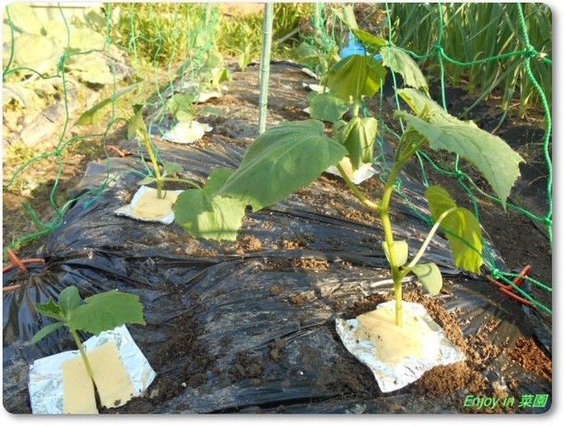 キュウリの定植 Enjoy In 菜園