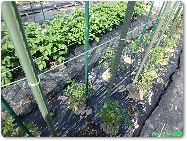 トマト支柱の補強 発芽の様子 Enjoy In 菜園