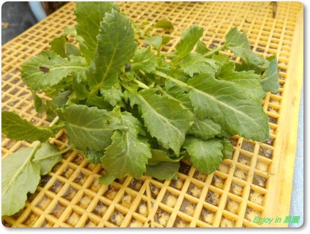 ペットボトルダイコン温室脱出と間引き Enjoy In 菜園