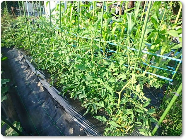 夏野菜の様子とゴボウの間引き Enjoy In 菜園