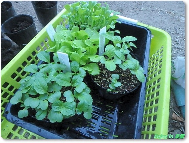 レタス 白菜のポット上げ ほうれん草培地の確保 Enjoy In 菜園