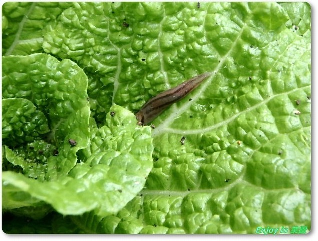 ナメクジ対策 枝豆の定植 Enjoy In 菜園 ナメクジ対策 枝豆の定植 Enjoy In 菜園