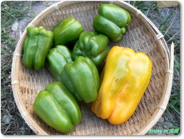 黄金パプリカが枯れた キュウリ棚の片付け Enjoy In 菜園 黄金パプリカが枯れた キュウリ棚の片付け Enjoy In 菜園