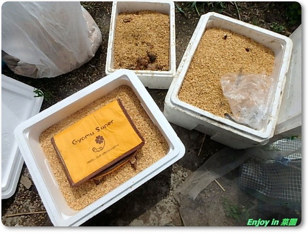 保存種芋の確認 自然薯の植え付け Enjoy In 菜園 保存種芋の確認 自然薯の植え付け Enjoy In 菜園
