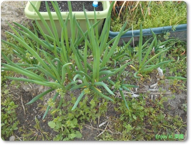 櫓ネギの植替え いつの間にかの復活 Enjoy In 菜園