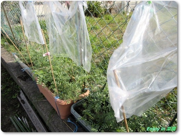 ひよこ豆の雨避けリフォーム Enjoy In 菜園 ひよこ豆の雨避けリフォーム Enjoy In 菜園
