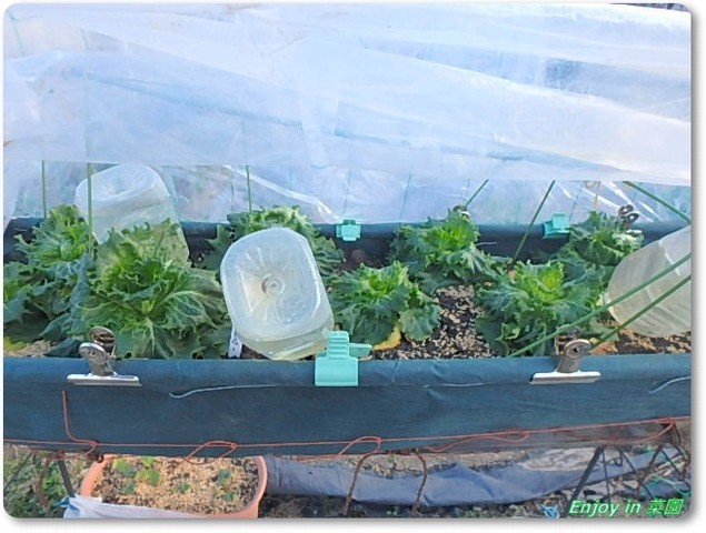 トマトの撤収 ニンジンの間引き Enjoy In 菜園