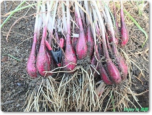 Enjoy In 菜園 らっきょ