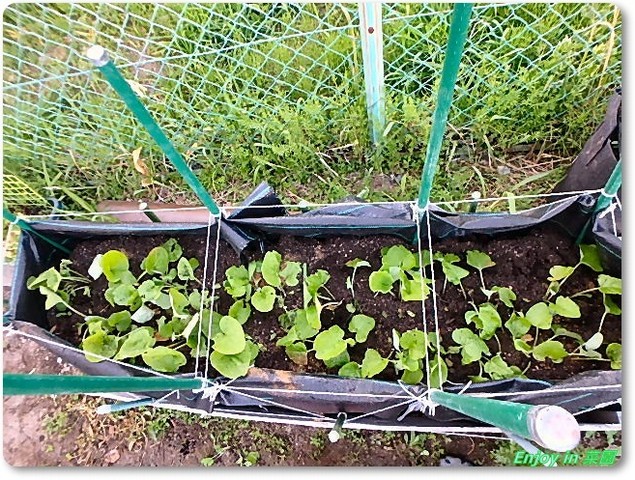 ゴボウの間引き 里芋と生姜の植え付け Enjoy In 菜園 ゴボウの間引き 里芋と生姜の植え付け Enjoy In 菜園