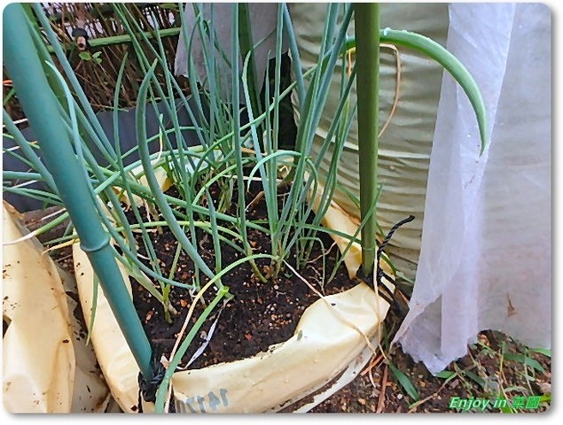 キャベツ定植と袋栽培ネギのお世話 Enjoy In 菜園