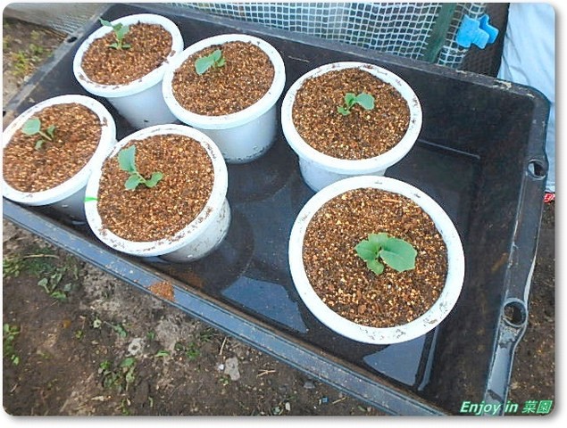 2品種目の水耕栽培 雨避け棚の補強 Enjoy In 菜園