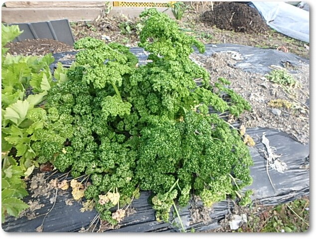 白菜 ブロッコリーの定植とパセリの移植 Enjoy In 菜園