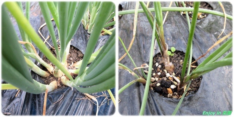 わけぎ収穫 白菜他定植 Enjoy In 菜園