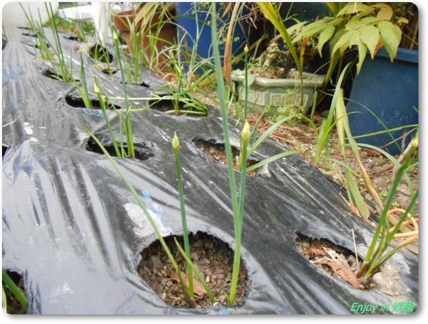 らっきょうの発芽の様子 なすび撤収後の野菜たち Enjoy In 菜園